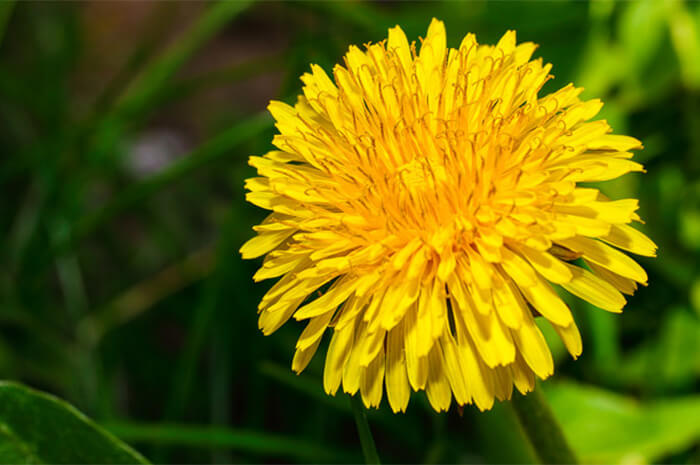 Close up of dandelion