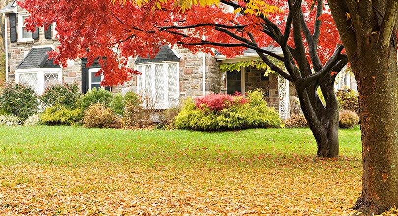 Should I Use My Lawn Mower To Pick Up Leaves In The Fall? - Lawn