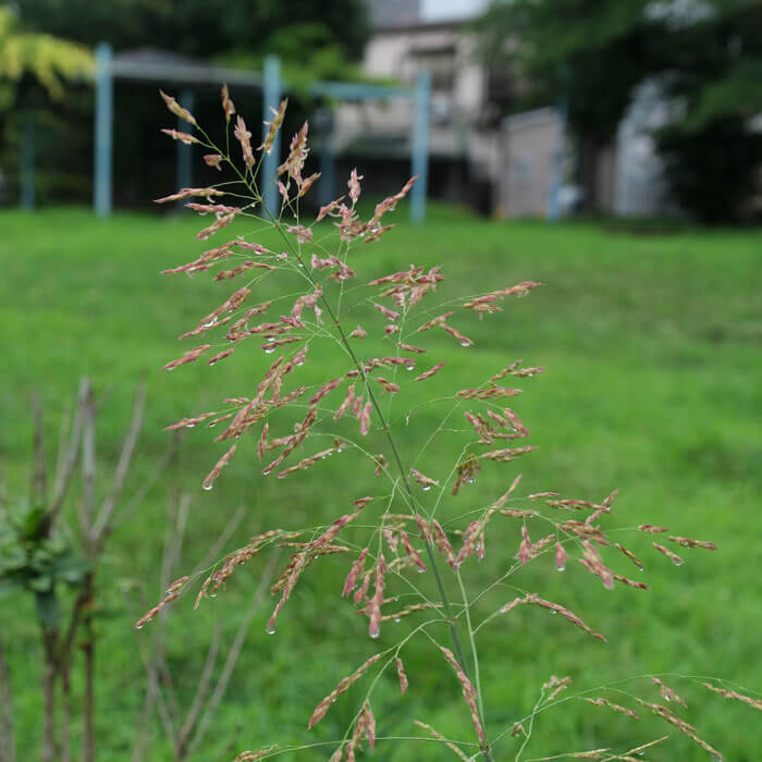 Invasive Grasses In Lawns A Guide Toro Yardcare