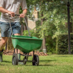 Man walks behind manual fertilizer spreader in yard